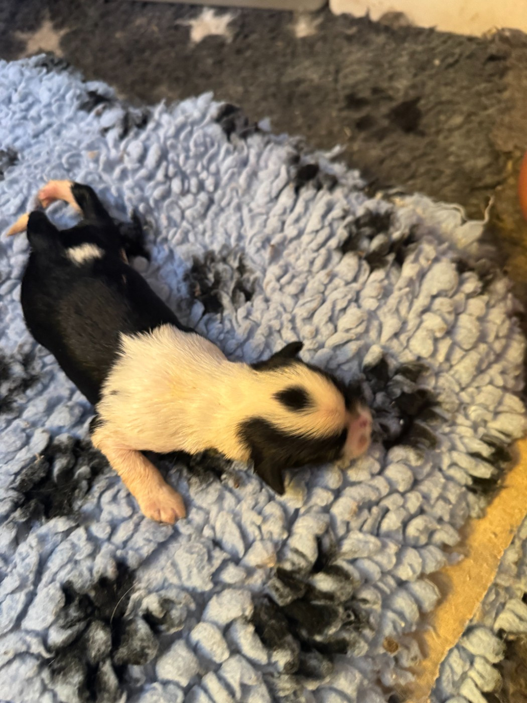 Rosetta Stone - Chiots disponibles - Terrier Tibetain