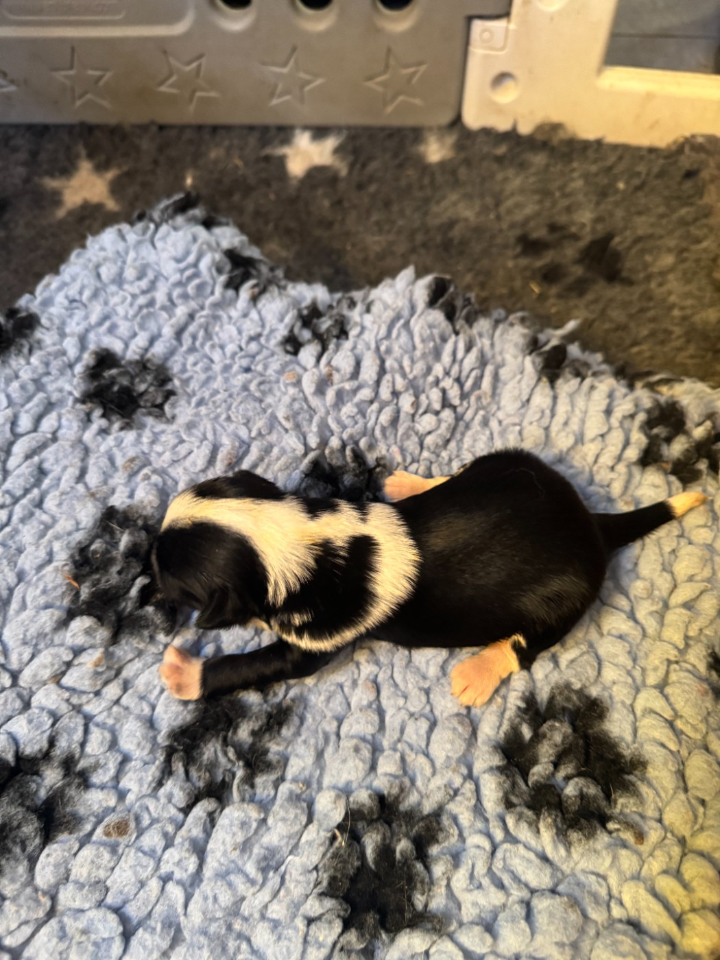 Rosetta Stone - Chiots disponibles - Terrier Tibetain