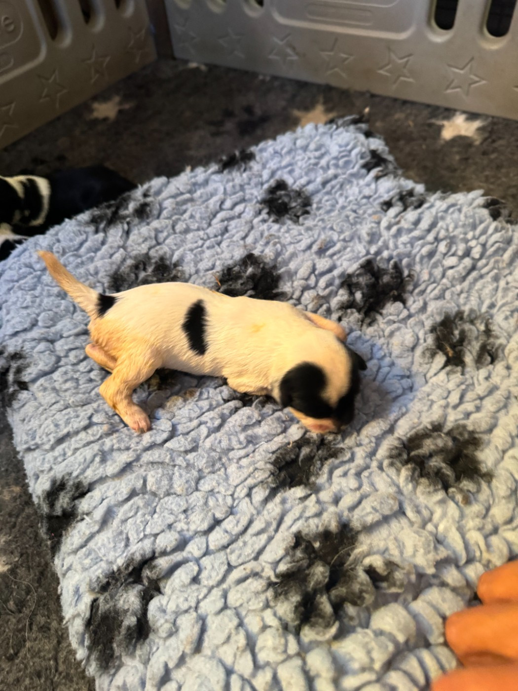 Rosetta Stone - Chiots disponibles - Terrier Tibetain