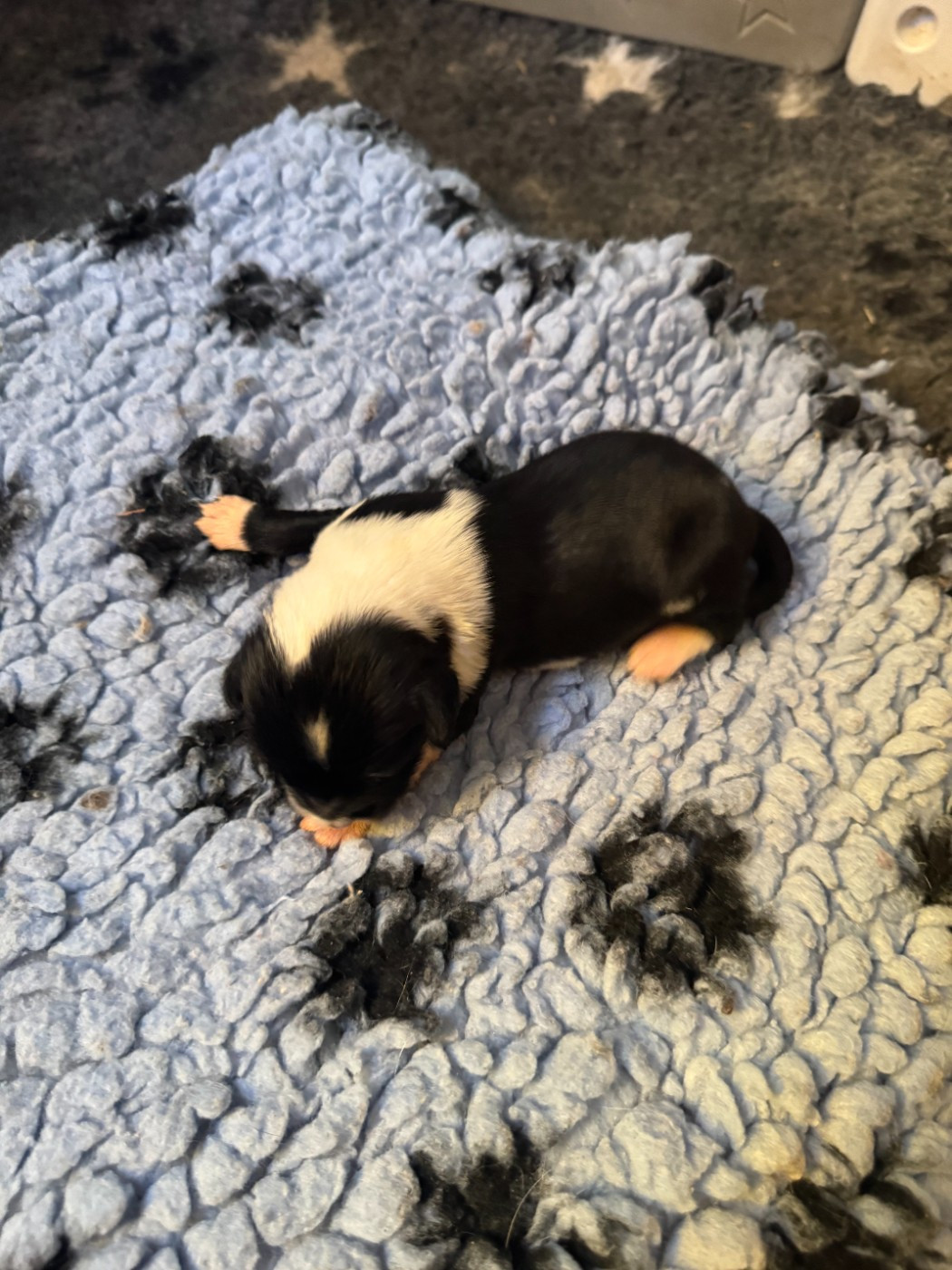 Rosetta Stone - Chiots disponibles - Terrier Tibetain