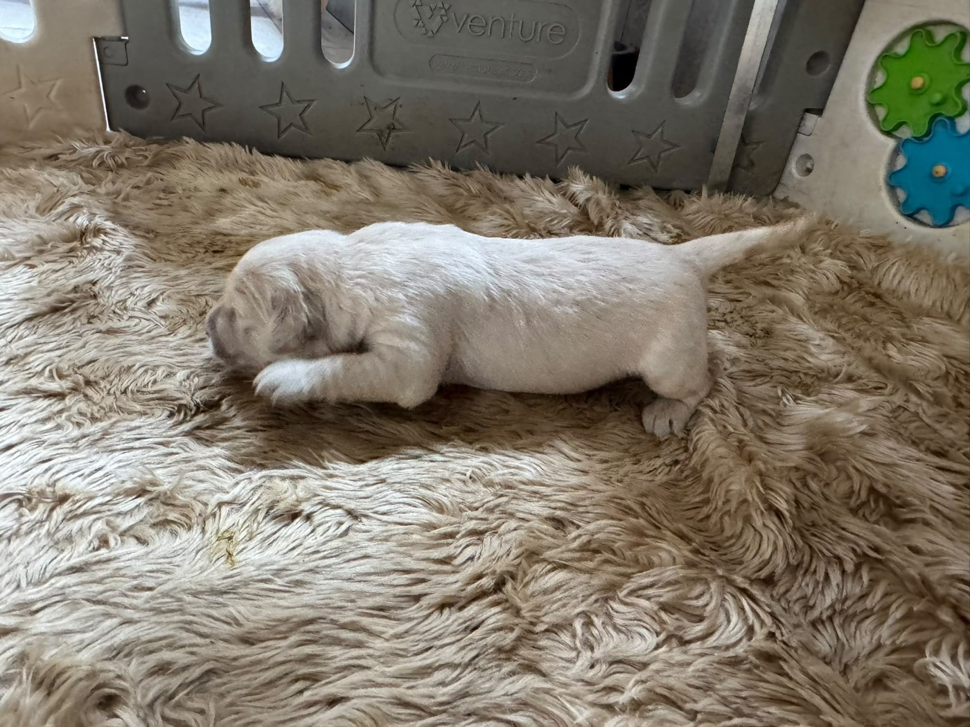 Rosetta Stone - Chiots disponibles - Golden Retriever