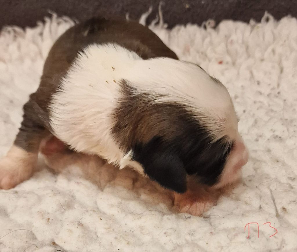 Rosetta Stone - Chiots disponibles - Terrier Tibetain