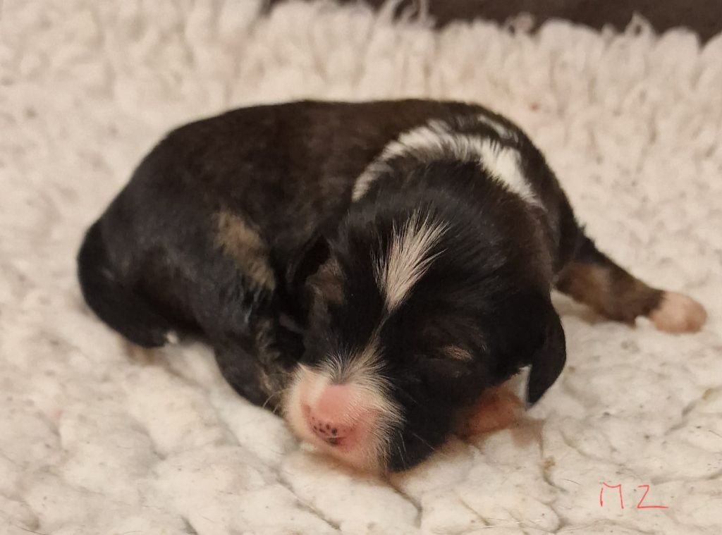 Rosetta Stone - Chiots disponibles - Terrier Tibetain