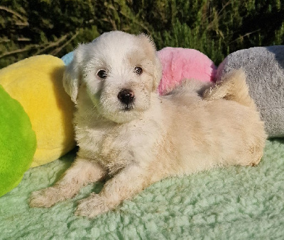 CHIOT 4