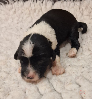 CHIOT 6