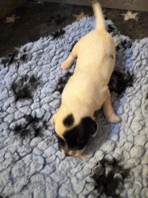 chiot 4