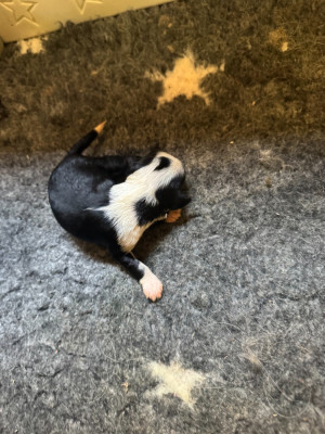 chiot 7