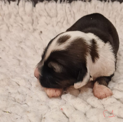 CHIOT 7
