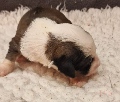 CHIOT 3