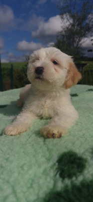 CHIOT 1