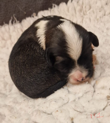 CHIOT 5