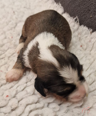 CHIOT 1