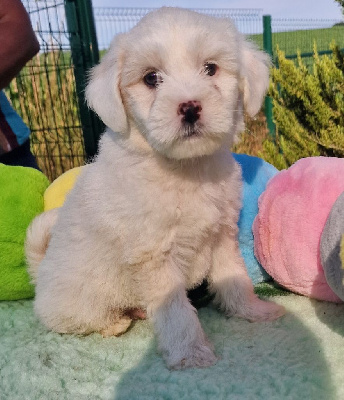 CHIOT 3