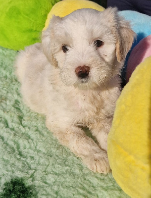 CHIOT 2