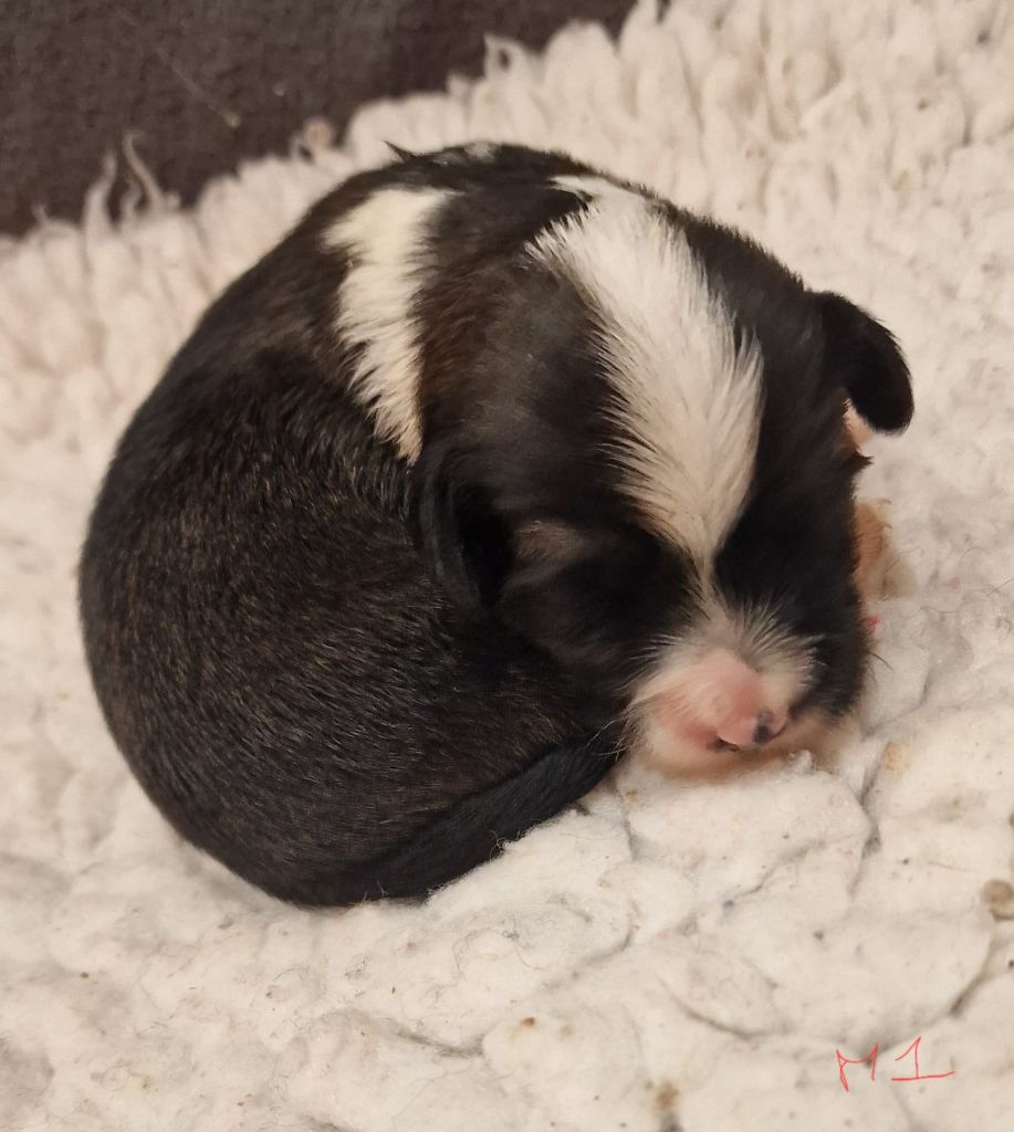 Rosetta Stone - Chiots disponibles - Terrier Tibetain