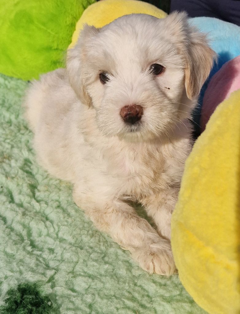 Rosetta Stone - Chiots disponibles - Terrier Tibetain